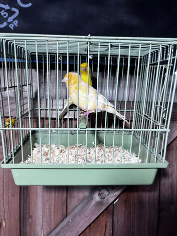 Pair of lightly colour fed canarys