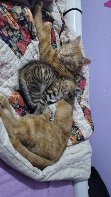 Beautiful Loving Male Cat Looking for His Forever Home