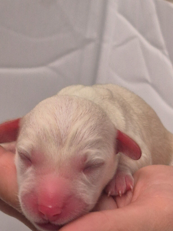 Mini Doxispoo's (Dachund x poodles)