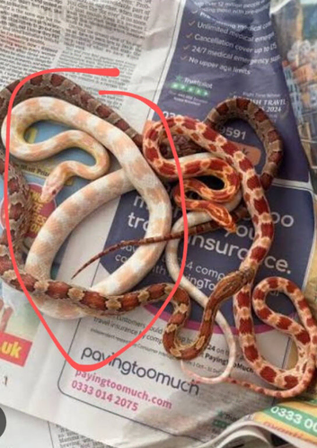 Albino Corn snake