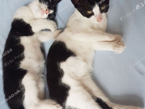 Adorable 4-month-old kitten siblings looking for a home (&pound;80 for both)