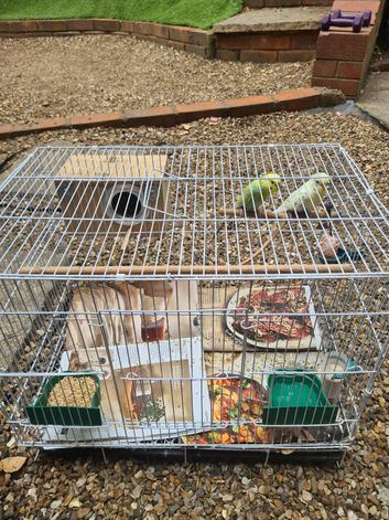 Budgie pair for sale with cage
