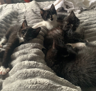 Kittens ready in 1 week,  2 boys 1 girl