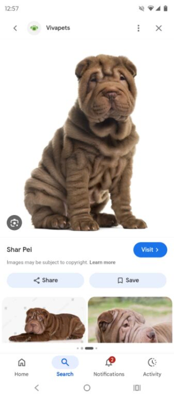 Shar pei stud