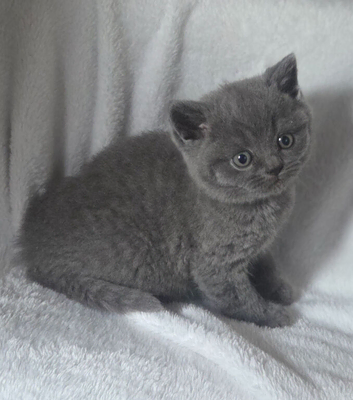 British shorthair kittens
