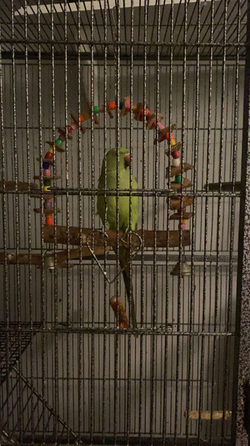 Ring neck for sale