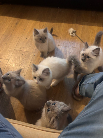 Gorgeous Ragdoll Kittens Looking for Their Forever Homes!