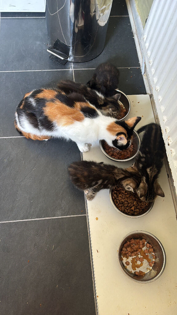 2 tabby kittens