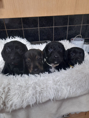 Wire haired dachshund/teckle