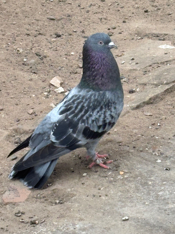 Pigeon for sale