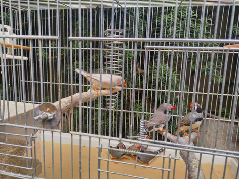 Cock and hen zebra finches