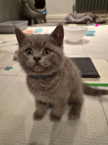 6 Beautiful BSH Kittens