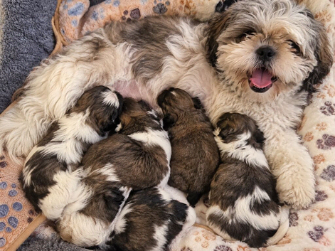 Shihtzu puppy