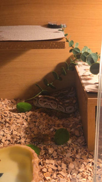 Royal pythons