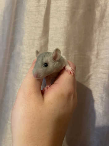 Rat babys looking for forever homes