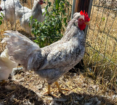 cream legbar cockerel