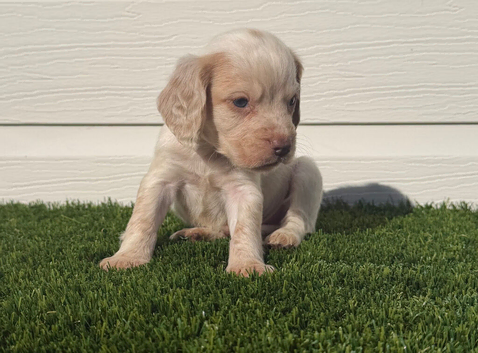 2 left Gorgeous cocker spaniel pups