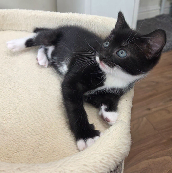 Black and white male kitten
