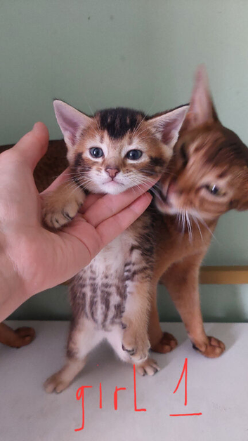 Half Abyssinian kittens