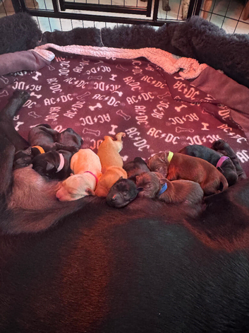 8 beautiful Labrador pups