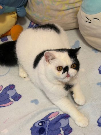Very handsome 10 month old exotic boy