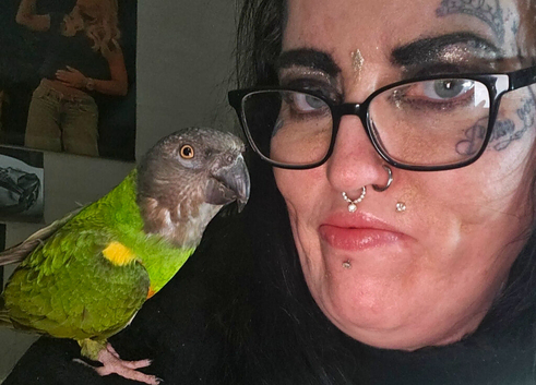 Tame, Male, 3 & Half Year Senegal Parrot For New Home