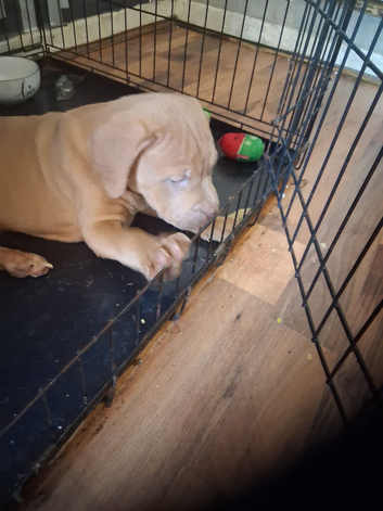 8weej old bitch puppy