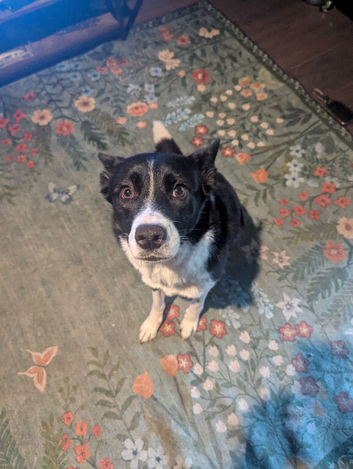 Border collie mixed German shepherd