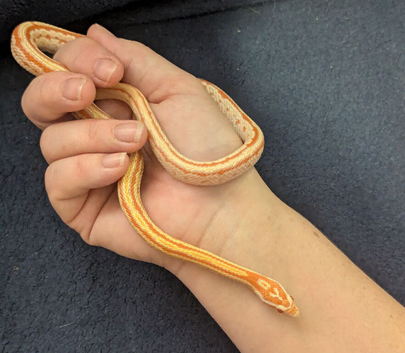 Tessera corn snake