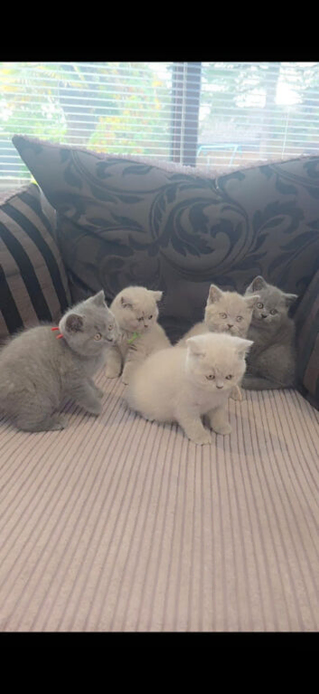 Last 2 Pedigree British Shorthair kittens left