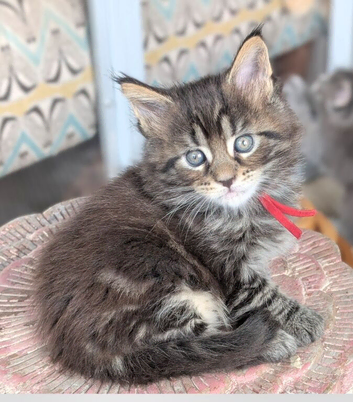 Chunky Loveable Maine Coon