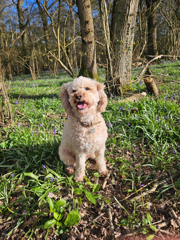 Looking for a forever home for my cavapoochon.