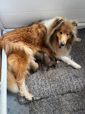 KC registered Sable and white puppies
