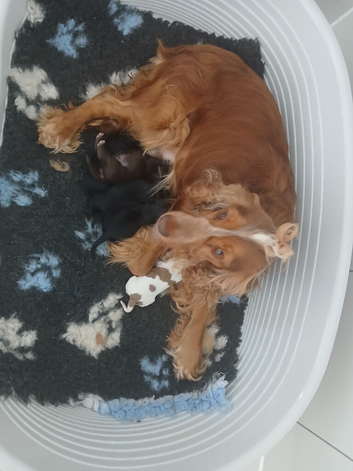 Beautiful cockapoo puppies F1