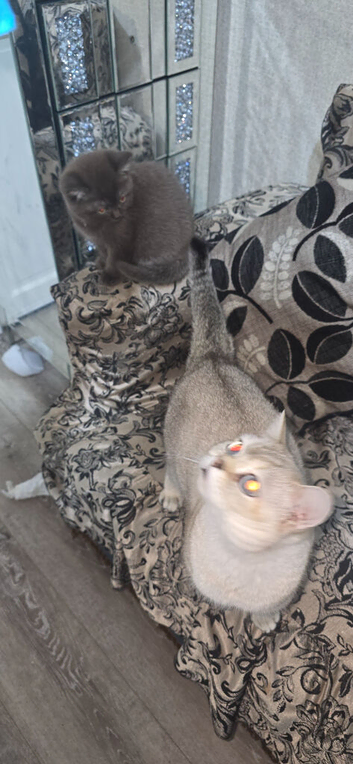 Rare cinnamon silver ash colour boy