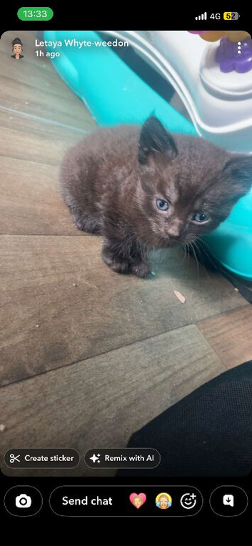 Mane coon kitten boy