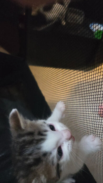 4 kittens looking for there forever home