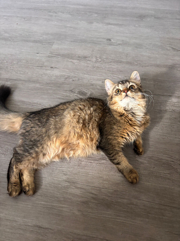 Beautiful 4-Month-Old Fluffy Kitten Looking for Her Forever Home ️