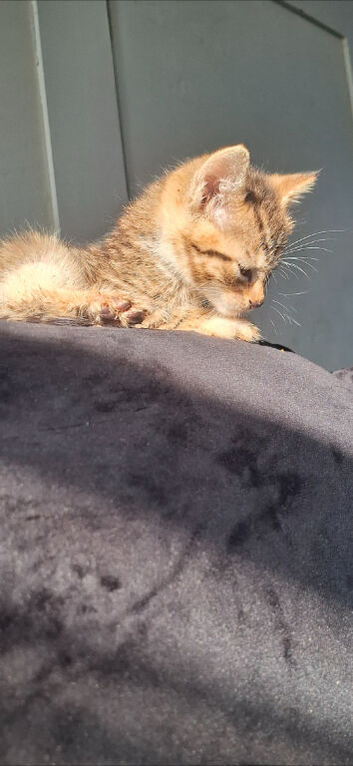 Mixed cat home asap
