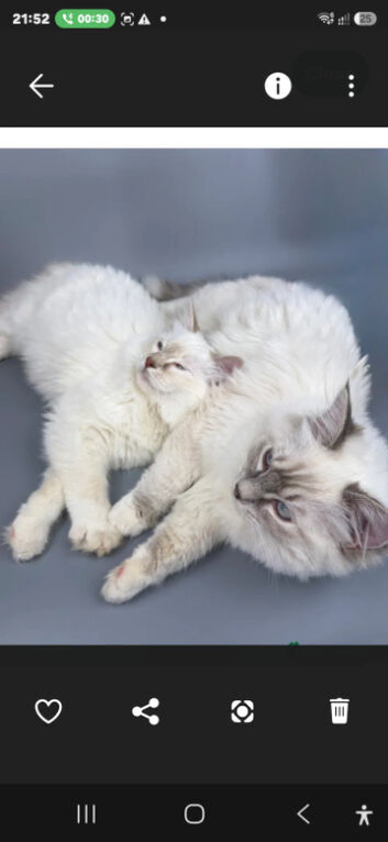 Stunning & Affectionate Ragdoll Boys - Toffee & Coffee