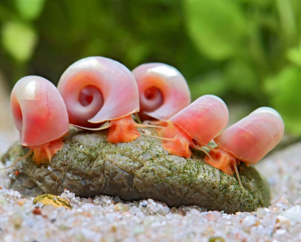 Pink Ramshorn Snails