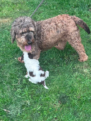 Beautiful F2 Cockapoo Puppies For Sale Cockapoo