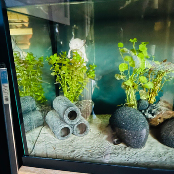 Axolotl with full set up