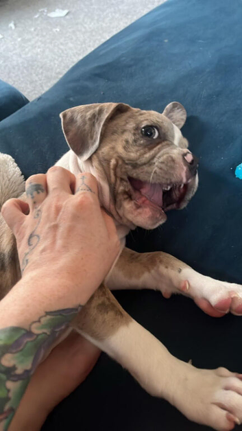 French bulldog x pocket bully