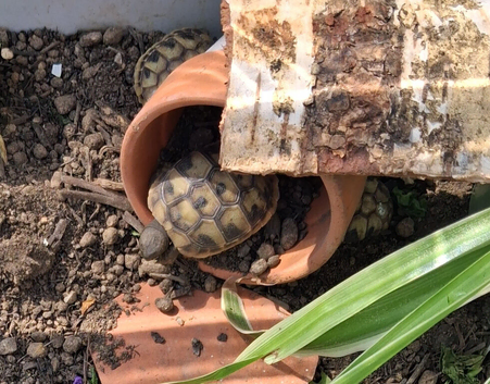 Baby Hermann Tortoises for sale hatched June2026
