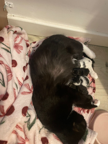 Male kitten