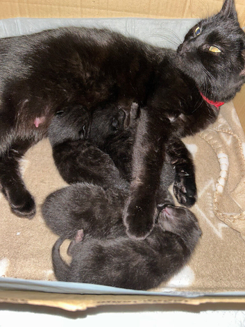 &zwj; four beautiful ghost tabby&rsquo;s for sale&zwj;