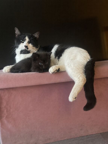 Beautiful fluffy kittens