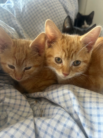 Kittens ready now