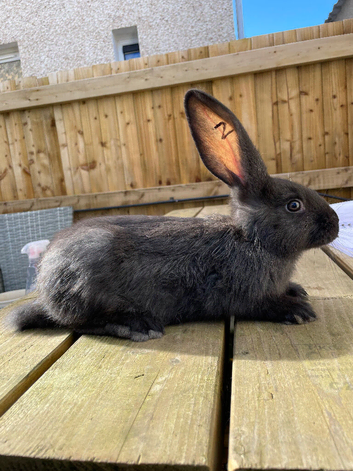 8 weeks old Pure bred Conti giants